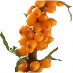 Small Branch of Sea Buckthorn Berries