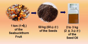 SeaBuckthorn_Seed_Oil_Extraction