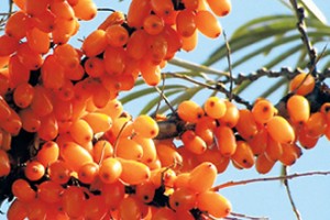 Sea-buckthorn berry can be harvested only once every two years. It can produce up to 15 kg of fruit at a time.