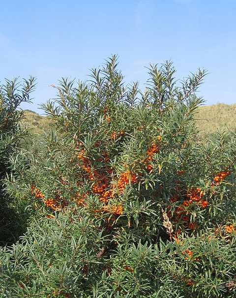 This is The West Country: Sea buckthorn growth is damaging Berrow Dunes local nature reserve